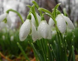 Moldsilva a interzis strângerea plantelor vernale rare