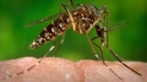 Virusul Zika ar putea ajunge în Moldova